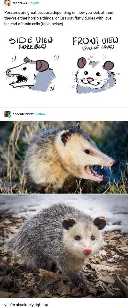 g reedraws Foliow Possums are great because depending on how you look at them theyre either horrible things or just soft fluffy dudes with love instead of brain cells table below SRENS RO Y veesbaskial dian