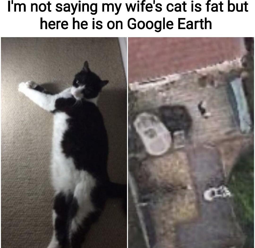 Im not saying my wifes cat is fat but here he is on Google Earth