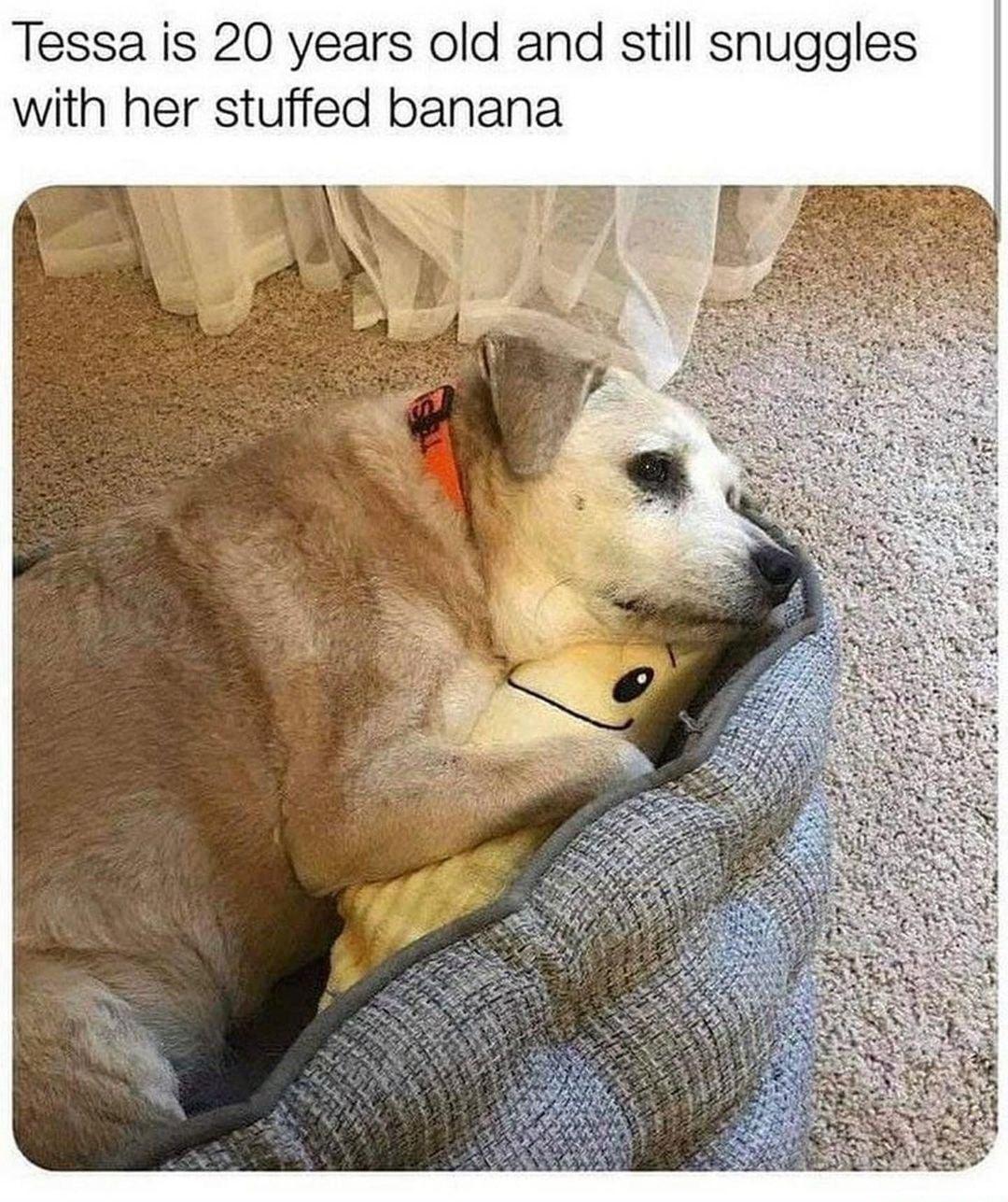 Tessa is 20 years old and still snuggles with her stuffed banana