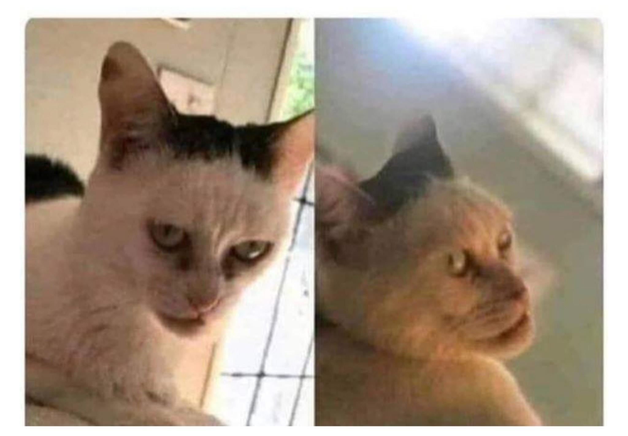 This cat makes me think that Willam Dafoe might have other horcruxes out there