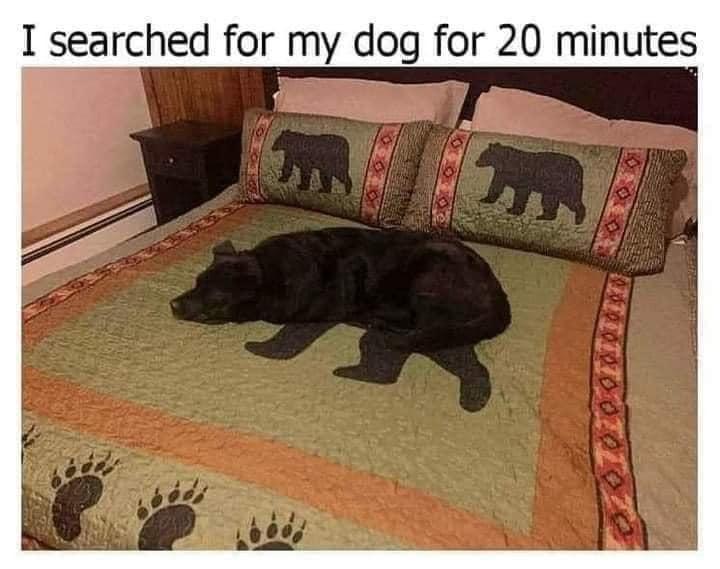 1 searched for my dog for 20 minutes