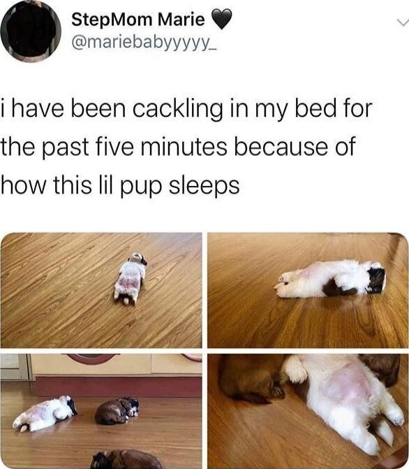 StepMom Marie mariebabyyyyy_ i have been cackling in my bed for the past five minutes because of how this lil pup sleeps