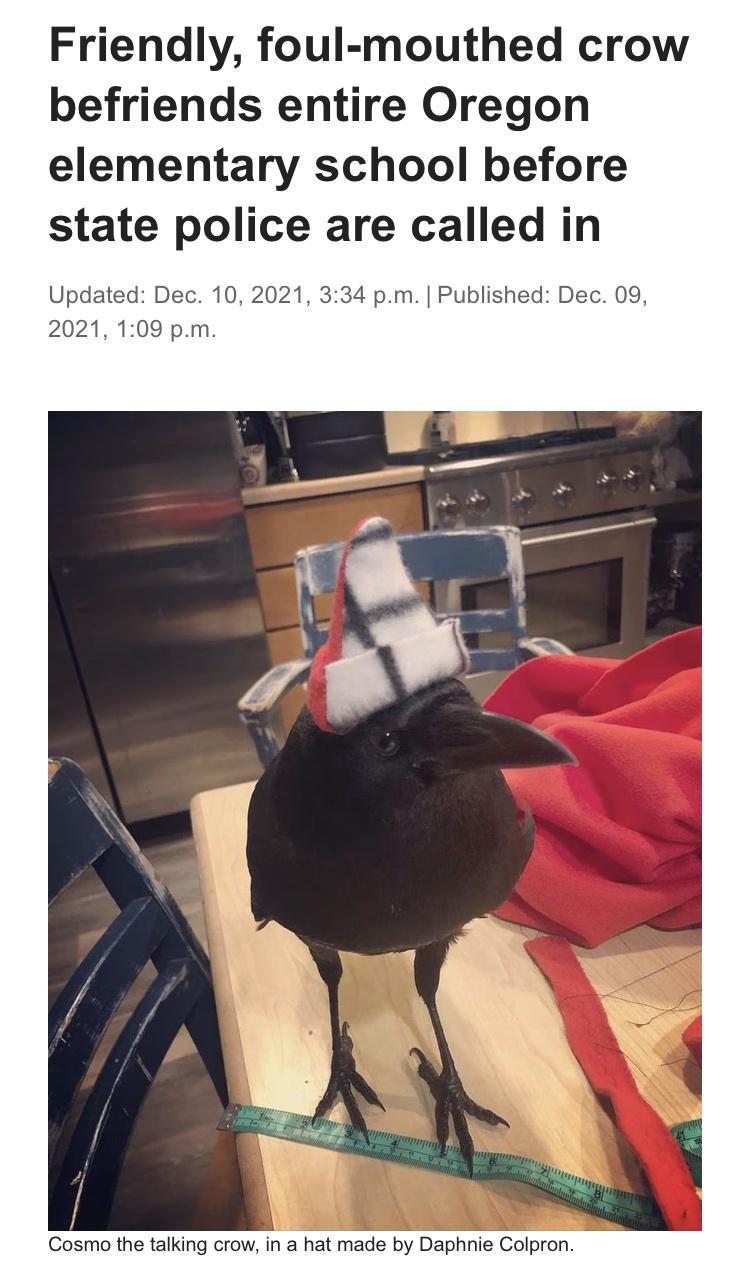 Friendly foul mouthed crow befriends entire Oregon elementary school before state police are called in Updated Dec 10 2021 334 pm Published Dec 09 2021 109 pm Cosmo the talking crow in a hat made by Daphnie Colpron