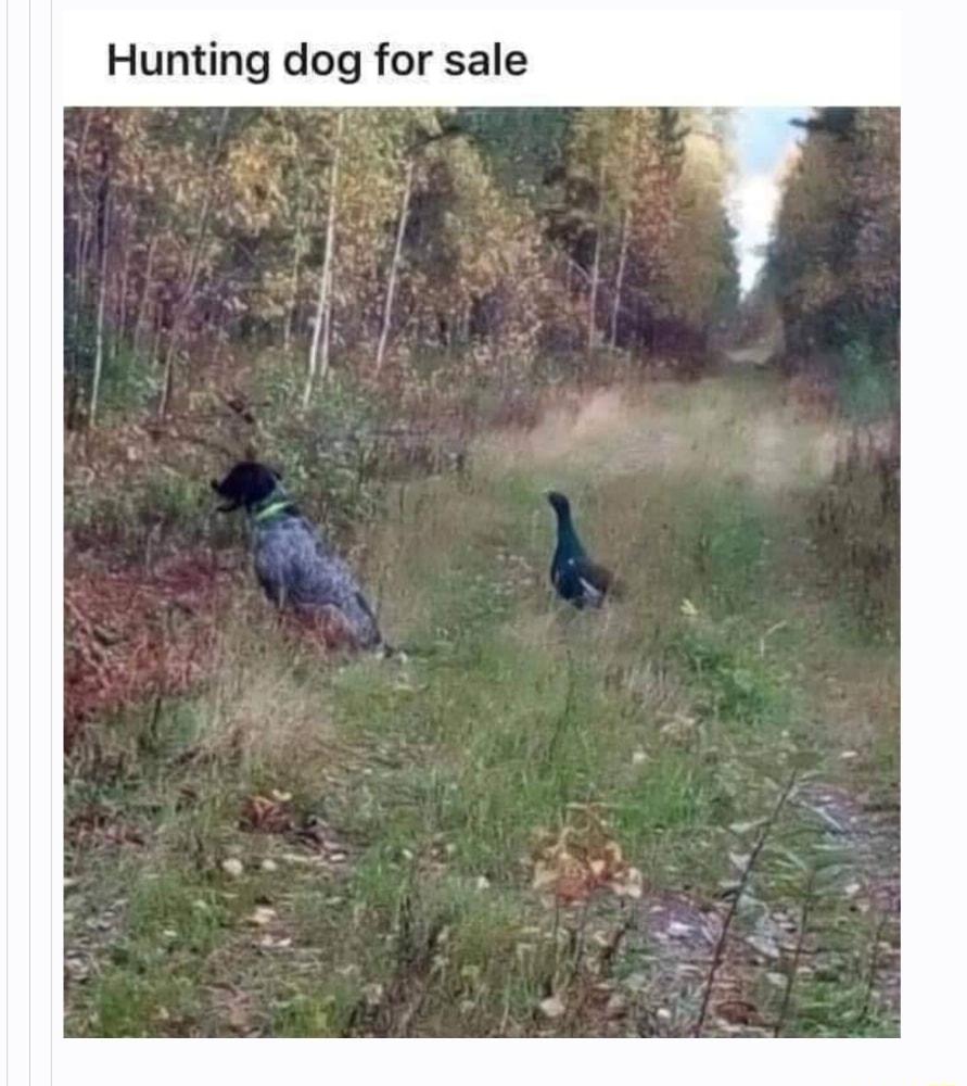 Hunting dog for sale