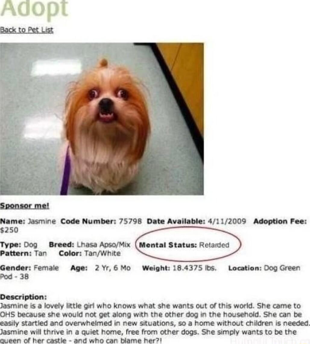 Name Jasmine Code Number 75798 Date Avallable 4112009 Adoption Fee 250 Type Dog _ Breed Lhasa ApsoMix Pattern Tan Color TanWhite Female Age 2Yr6Mo Weight 164375 s Location D0g Green Description Jasmine i 8 lovely Ikt 9l who knows what she wants out of this world She came to OHS because she would not get along with the other dog in the housenold She can be casiy startied and overwhelmed in new stua
