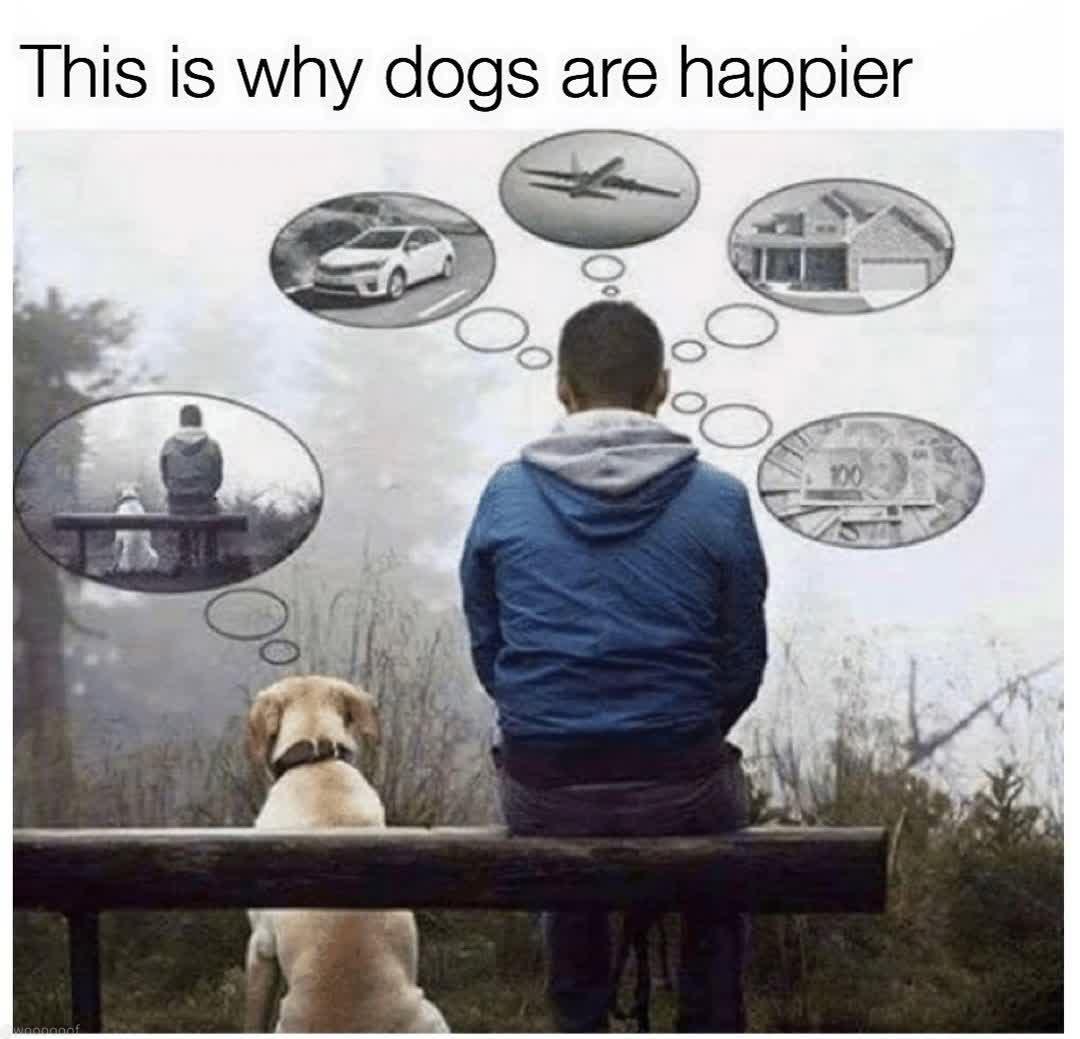 This is why dogs are happler