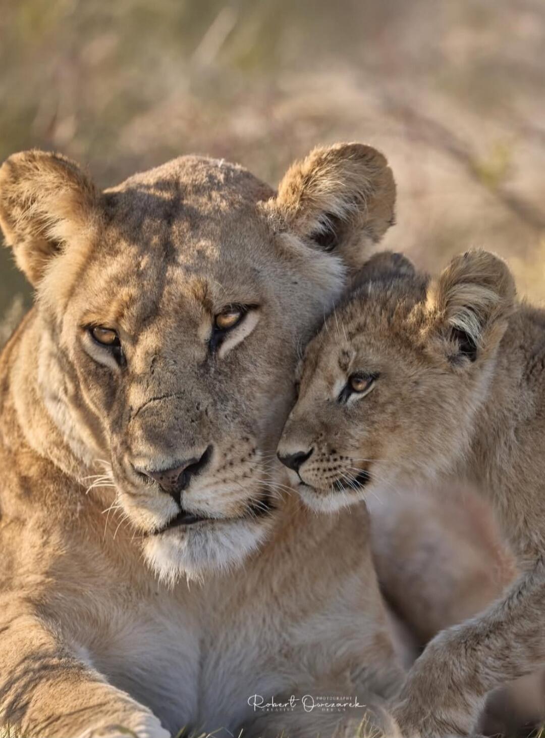 Two lions, an adult and a cub, are cuddling and nuzzling together.