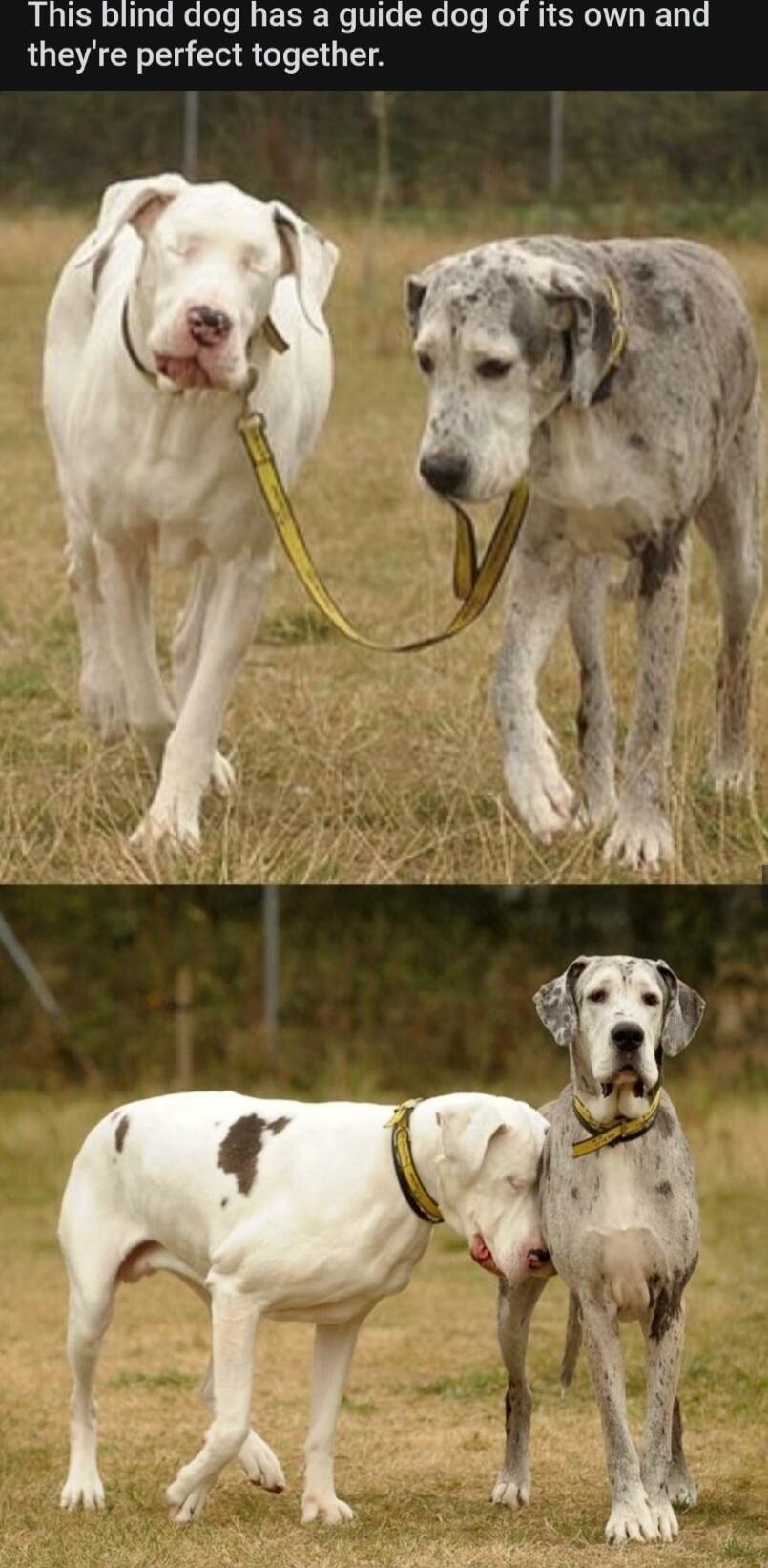 This blind dog has a guide dog of its own and theyre perfect together