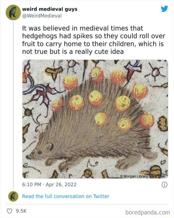 weird medieval guys 1 J WeirdMedieval It was believed in medieval times that hedgehogs had spikes so they could roll over fruit to carry home to their children which is not true but is a really cute idea F Y e 610 PM Apr 26 2022 st th i conversionan Titer 95k boredpandacom