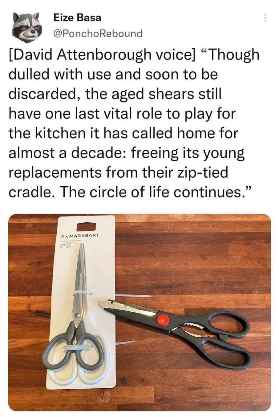 Eize Basa PonchoRebound David Attenborough voice Though dulled with use and soon to be discarded the aged shears still have one last vital role to play for the kitchen it has called home for almost a decade freeing its young replacements from their zip tied cradle The circle of life continues 1656 30 Aug 22 Twitter for iPhone