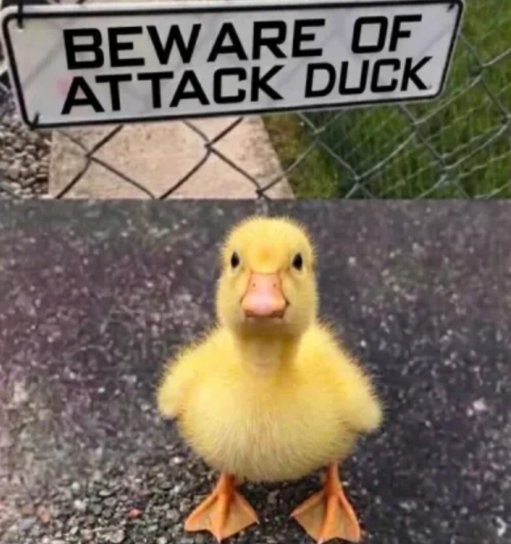BEWARE OF ATTACK DUCK