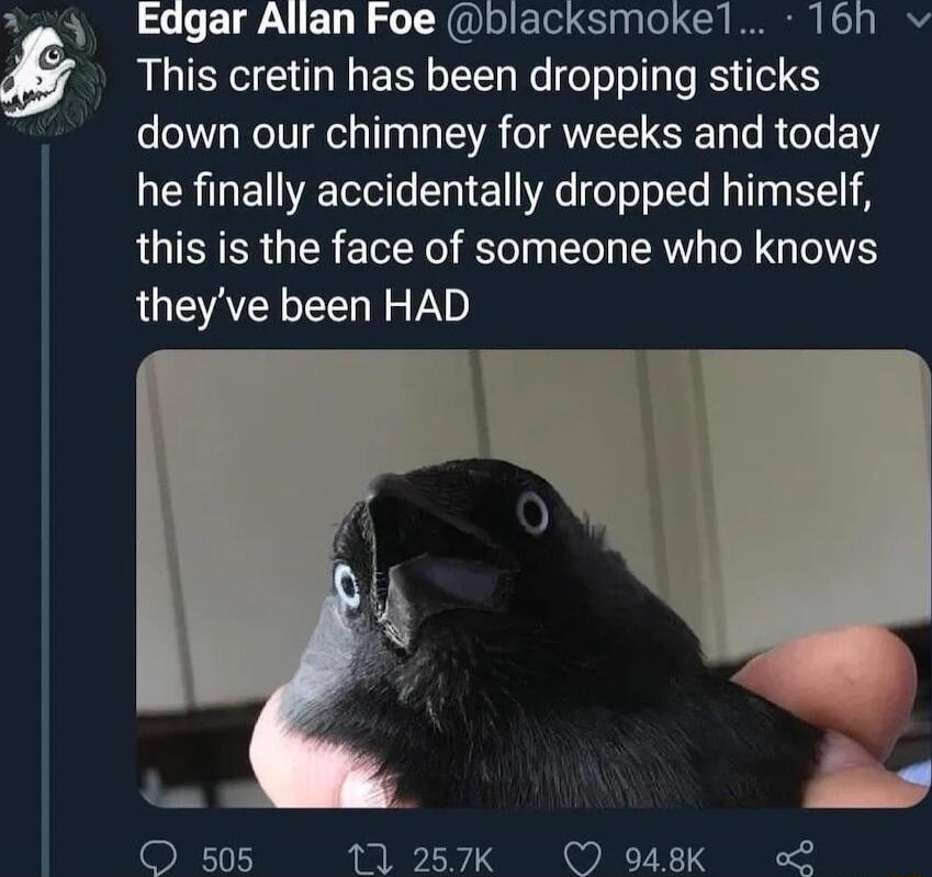 Edgar Allan Foe blacksmokel 16h v This cretin has been dropping sticks down our chimney for weeks and today he finally accidentally dropped himself this is the face of someone who knows theyve been HAD O 505 11 257K O 948K