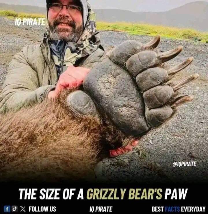 THE SIZE OF A GRIZZLY BEARS PAW 3 FOLLOW US 10 PIRATE BEST EVERYDAY