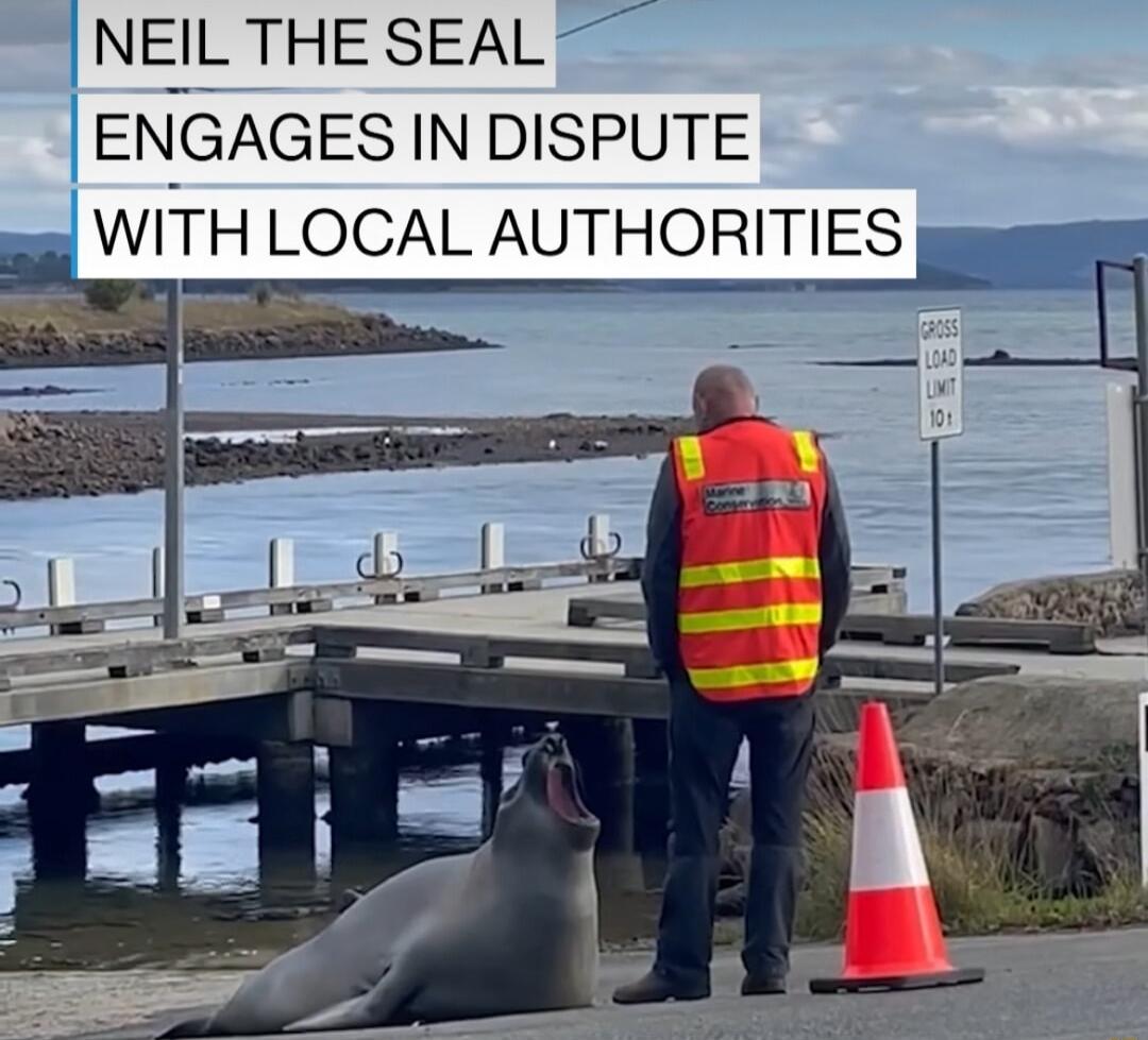 NEIL THE SEAL ENGAGES IN DISPUTE WITH LOCAL AUTHORITIES