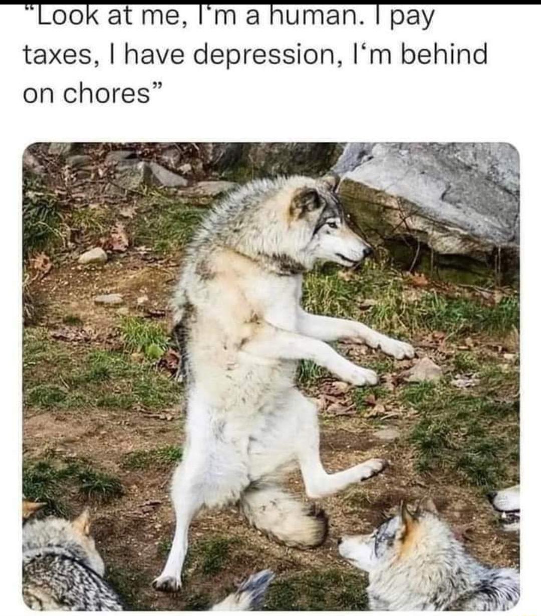 ook at me Im a human pay taxes have depression Im behind on chores