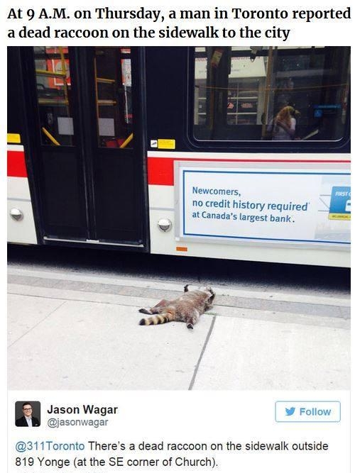 At 9 AM on Thursday a man in Toronto reported adead raccoon on the sidewalk to the city at Canadas largest bank 311Toronto Theres a dead raccoon on the sidewalk outside 819 Yonge at the SE comer of Church