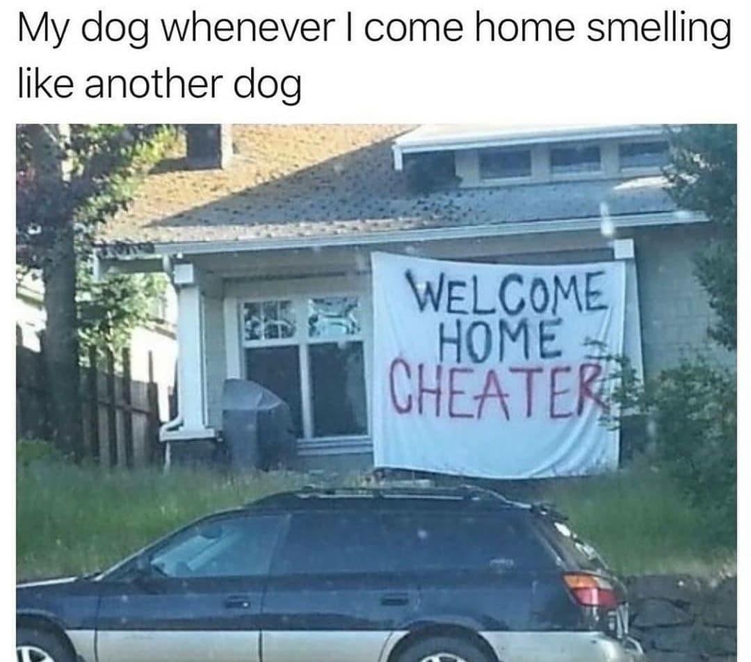 My dog whenever come home smelling like another dog S