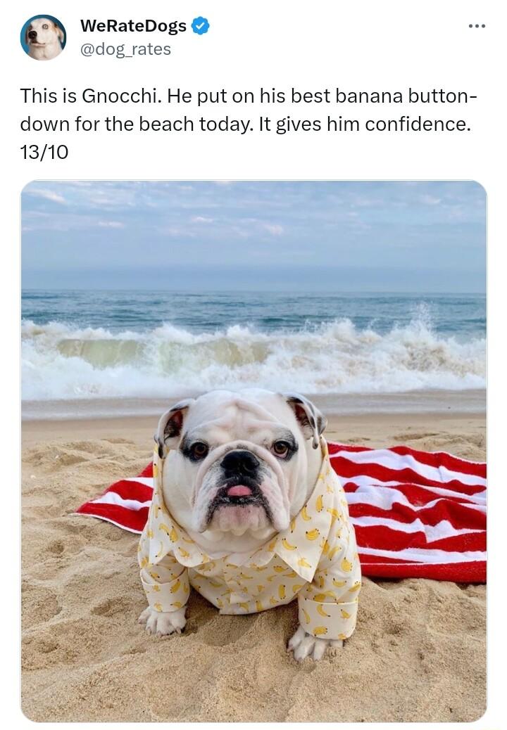 WeRateDogs dog rates This is Gnocehi He put on his best banana button down for the beach today It gives him confidence 1310
