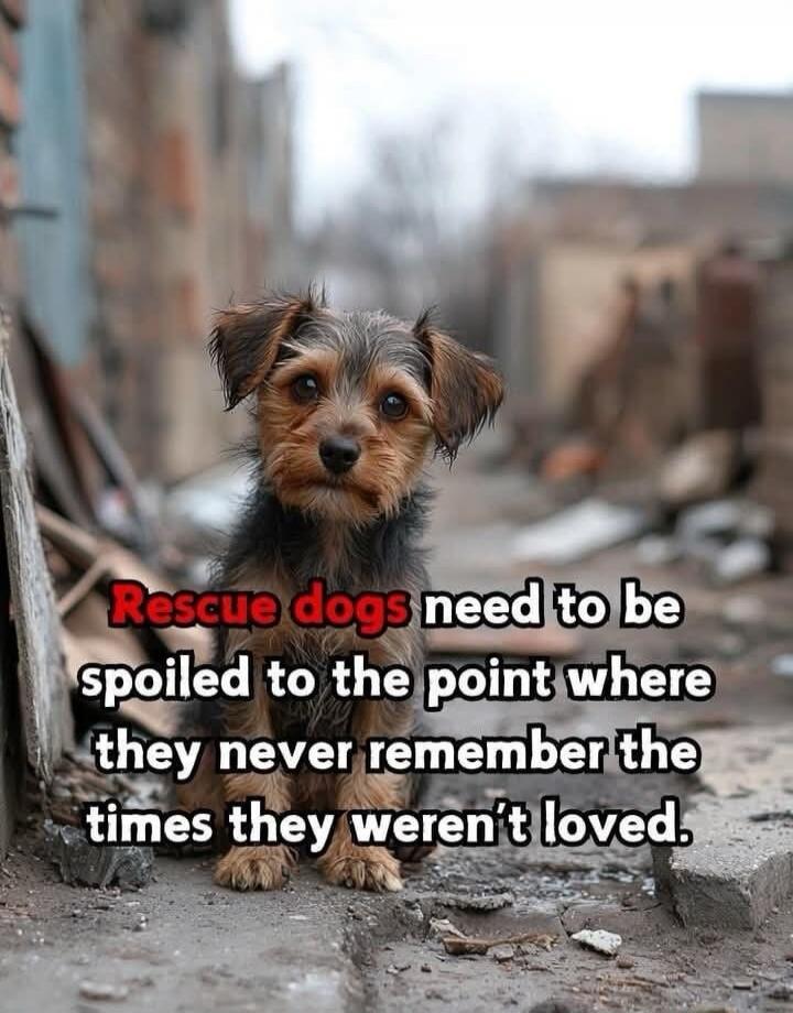 Rescue dogs need to be spoiled to the point where they never remember the times they weren’t loved.