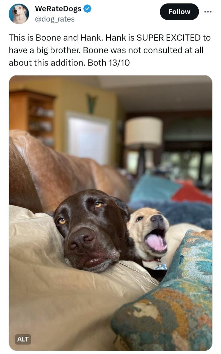 dog rates This is Boone and Hank Hank is SUPER EXCITED to have a big brother Boone was not consulted at all about this addition Both 1310