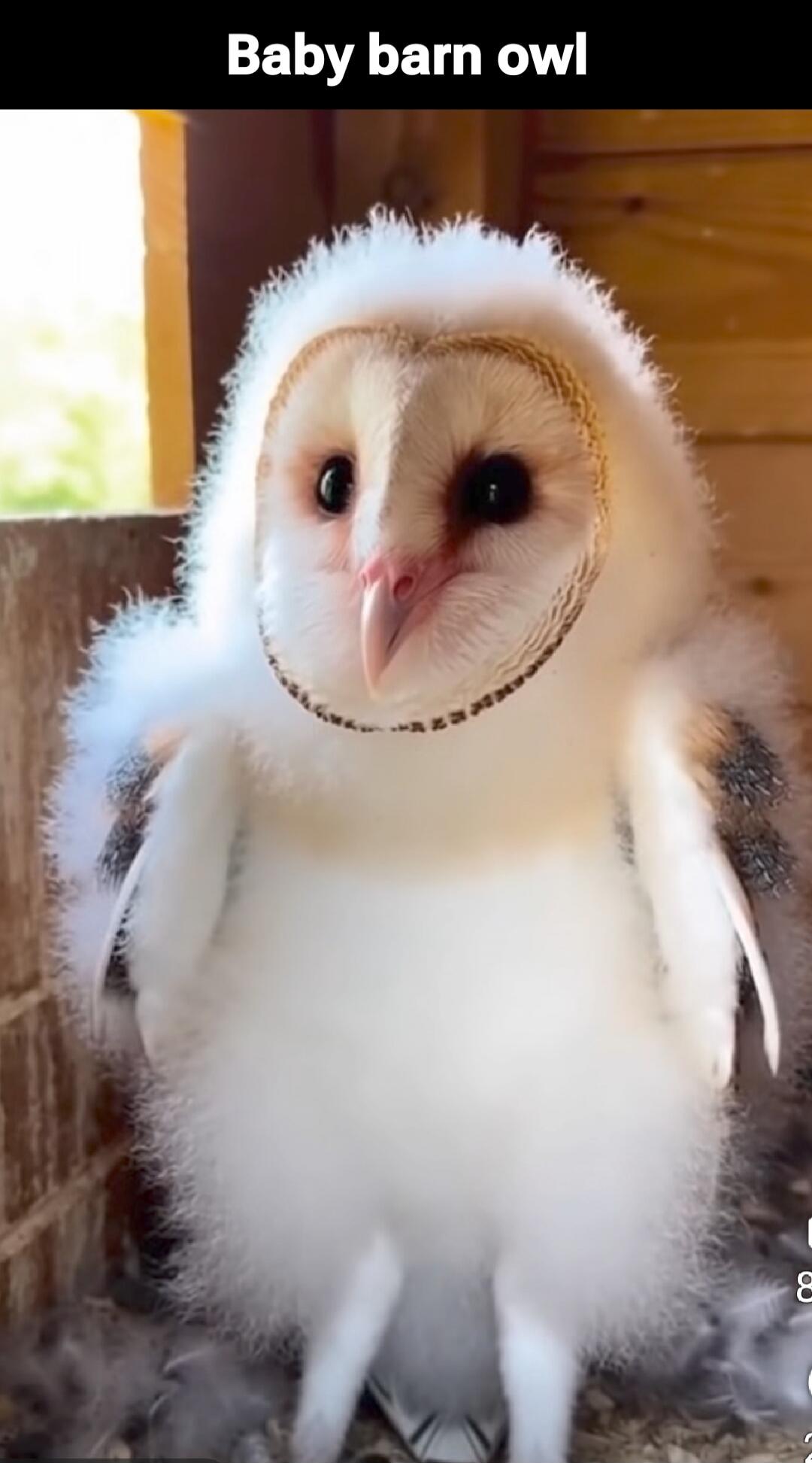 Baby barn owl