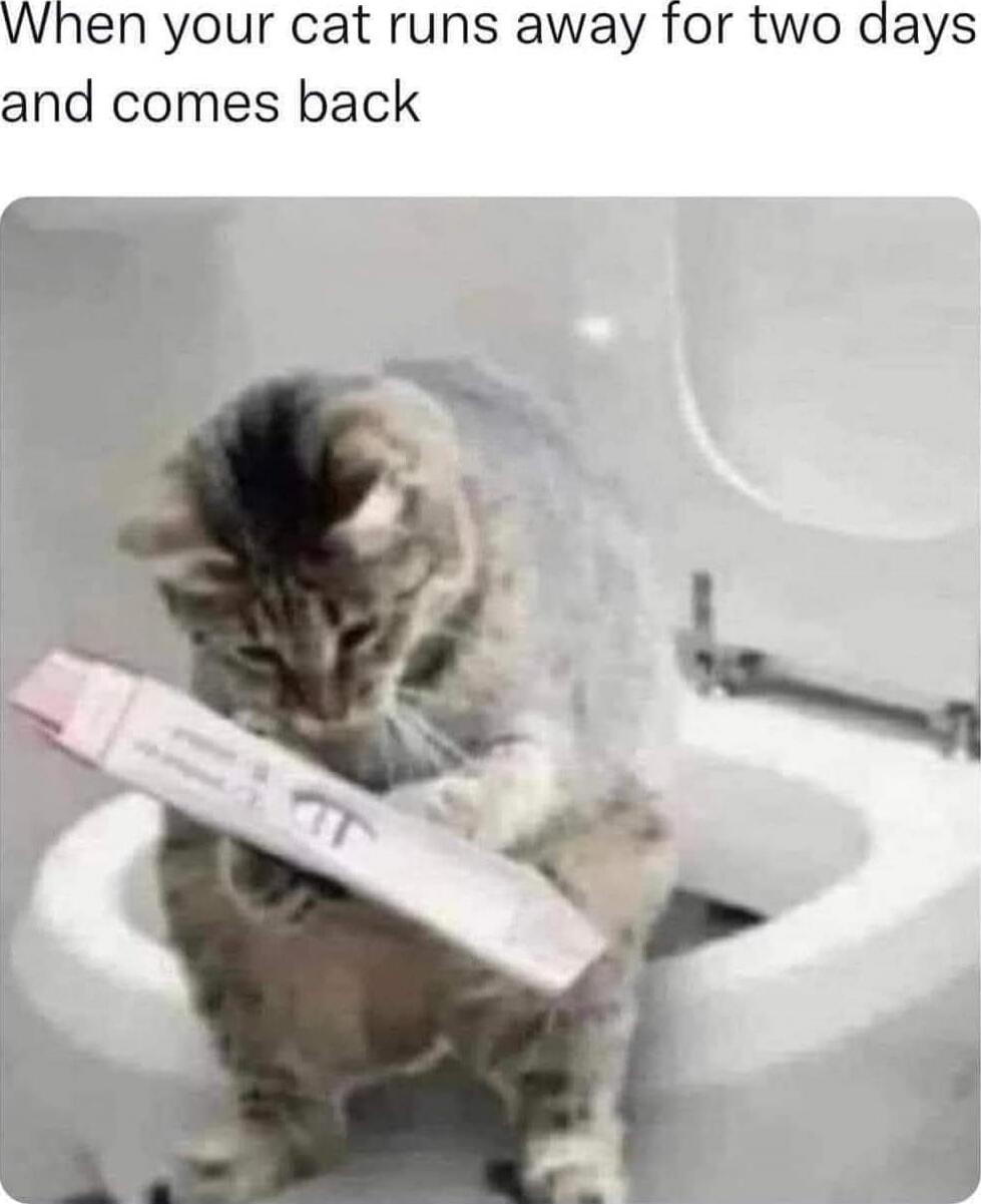 When your cat runs away for two days and comes back