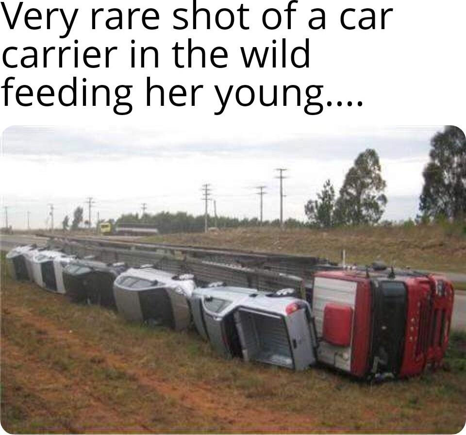 Very rare shot of a car carrier in the wild feeding her young