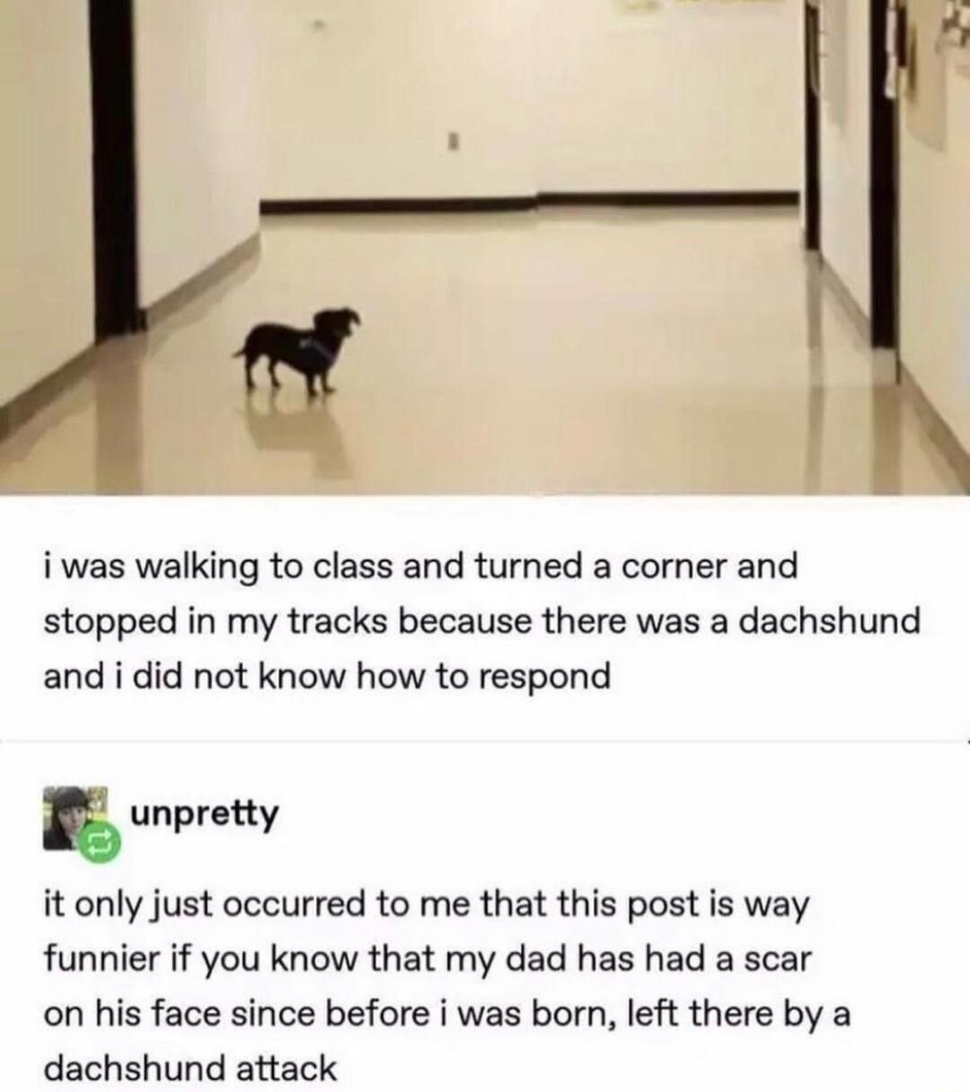 i was walking to class and turned a corner and stopped in my tracks because there was a dachshund and i did not know how to respond unpretty it only just occurred to me that this post is way funnier if you know that my dad has had a scar on his face since before i was born left there by a dachshund attack