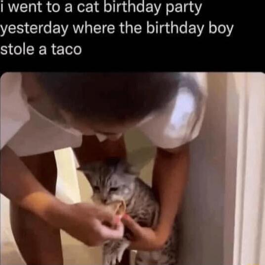 went to a cat birthday party yesterday where the birthday boy stole a taco