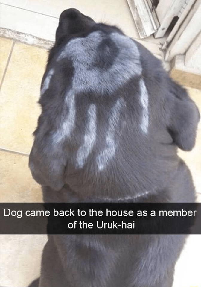 Dog came back to the house as a member of the Uruk hai