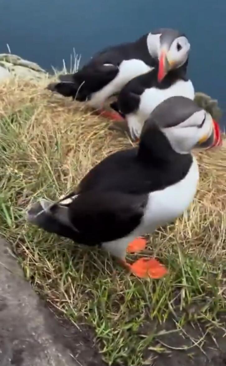 Three puffins standing on a grassy cliff edge near the water.