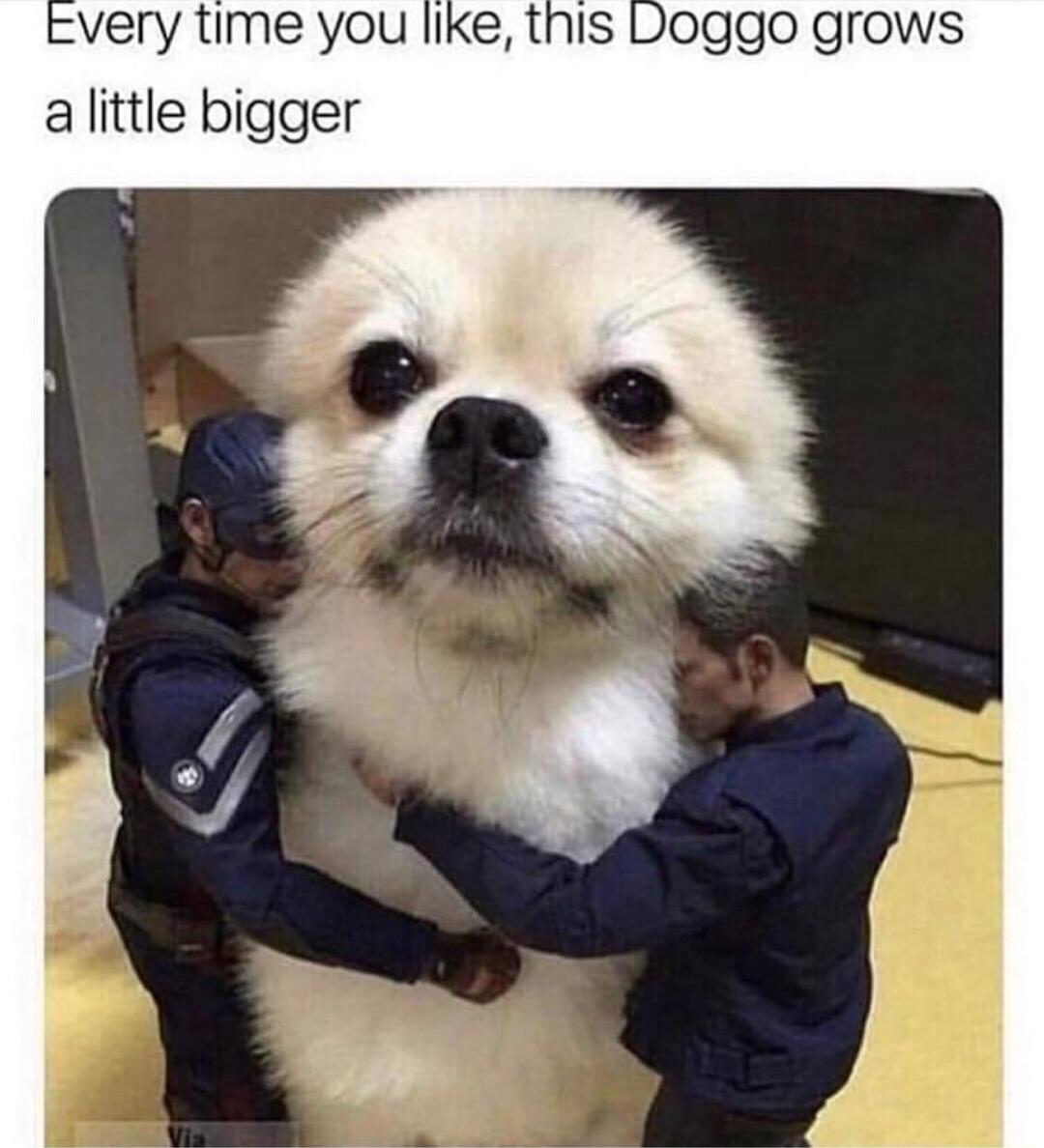 very time you like this Doggo grows alittle bigger