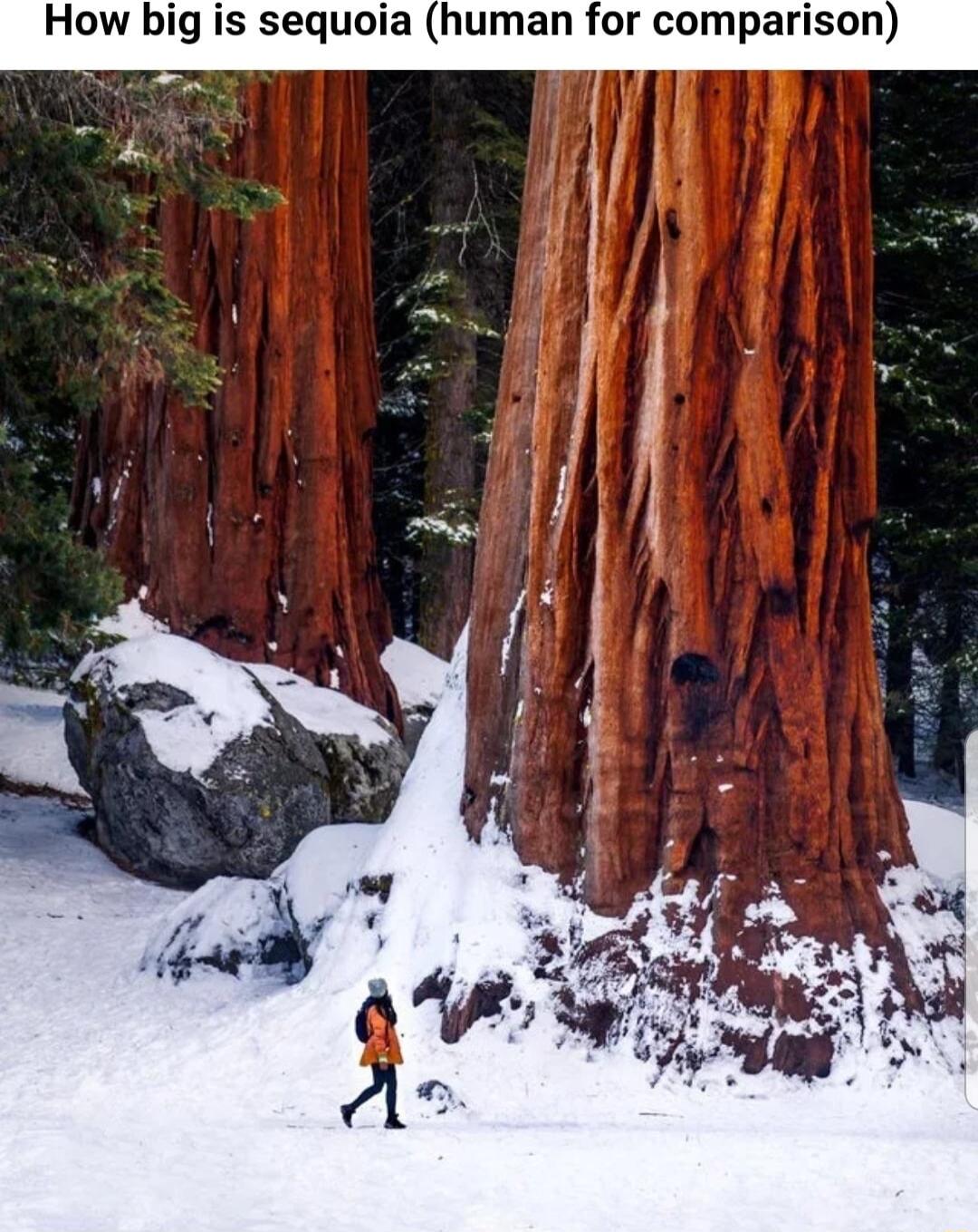 How big is sequoia human for comparison