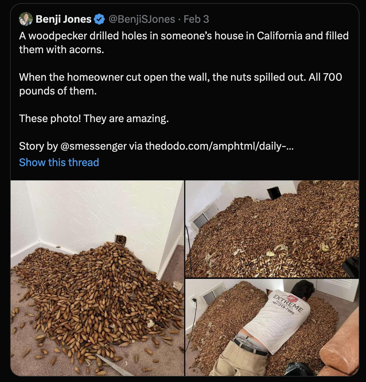 Benji Jones Awoodpecker drilled holes in someones house in California and filled them with acorns When the homeowner cut open the wall the nuts spilled out All 700 pounds of them These photo They are amazing Story by smessenger via thedodocomamphtmldaly Show this thread
