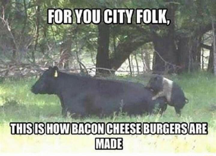 FOR YOU CITY FOLK, THIS IS HOW BACON CHEESE BURGERS ARE MADE