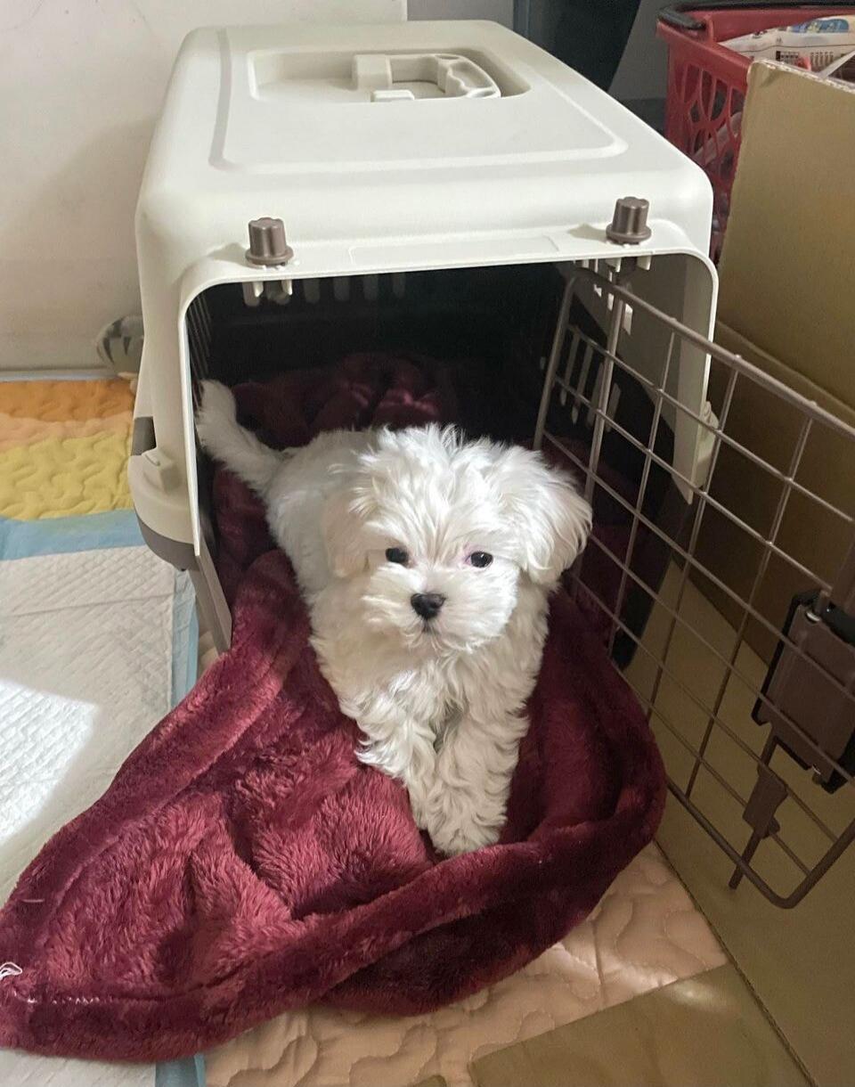 A small fluffy white puppy sitting inside an open pet carrier with a burgundy blanket.