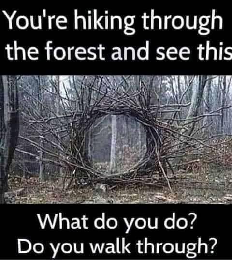 Youre hiking through the forest and see this What do you do Do you walk through