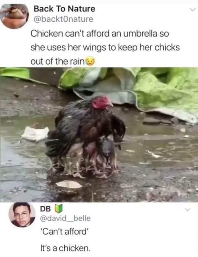 Back To Nature backtOnature Chicken cant afford an umbrella so she uses her wings to keep her chicks out of the raini belle Cant afford Its a chicken