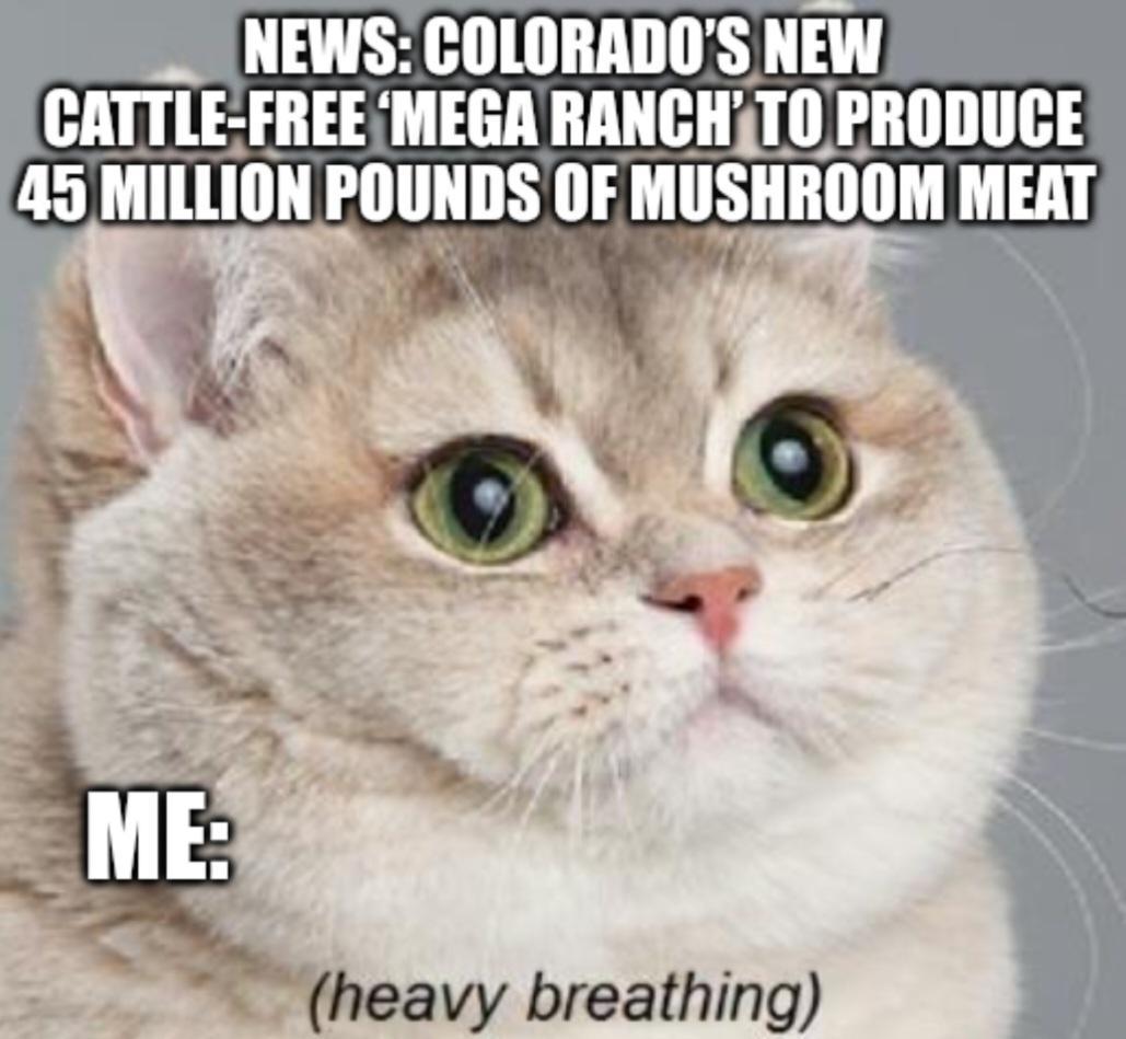NEWS COLORADOS NEW CATTLE FREEMEGA RANCHTO PRODUCE L Mllllllll PIIlIIIIlS 1 MIISIIHDDM MEAT
