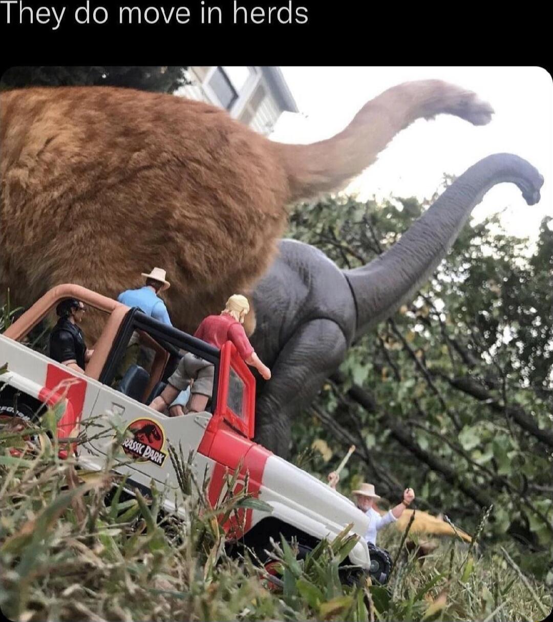 They do move in herds