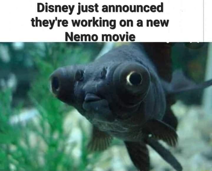 Disney just announced theyre working on a new Nemo movie