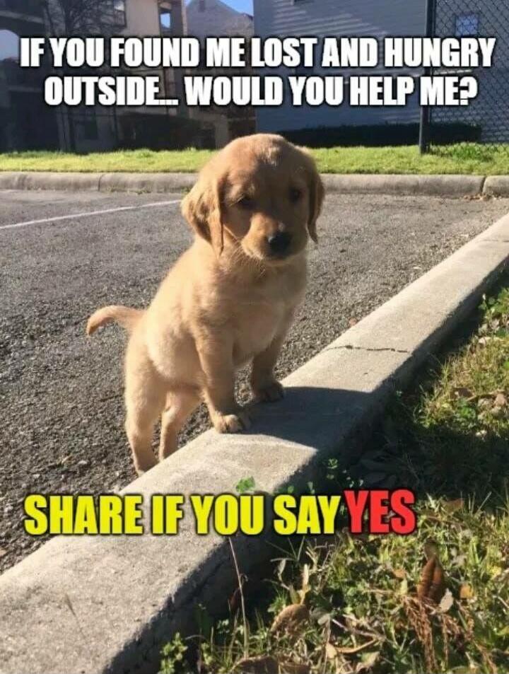 IF YOU FOUND ME LOST AND HUNGRY OUTSIDE... WOULD YOU HELP ME? SHARE IF YOU SAY YES
