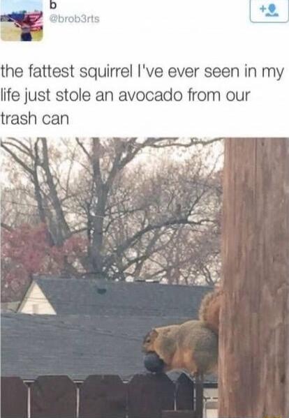 e fattest squirrel Ive ever seen in my life just stole an avocado from our trash can