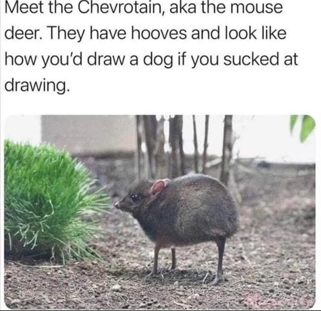 deer They have hooves and look like how youd draw a dog if you sucked at drawing