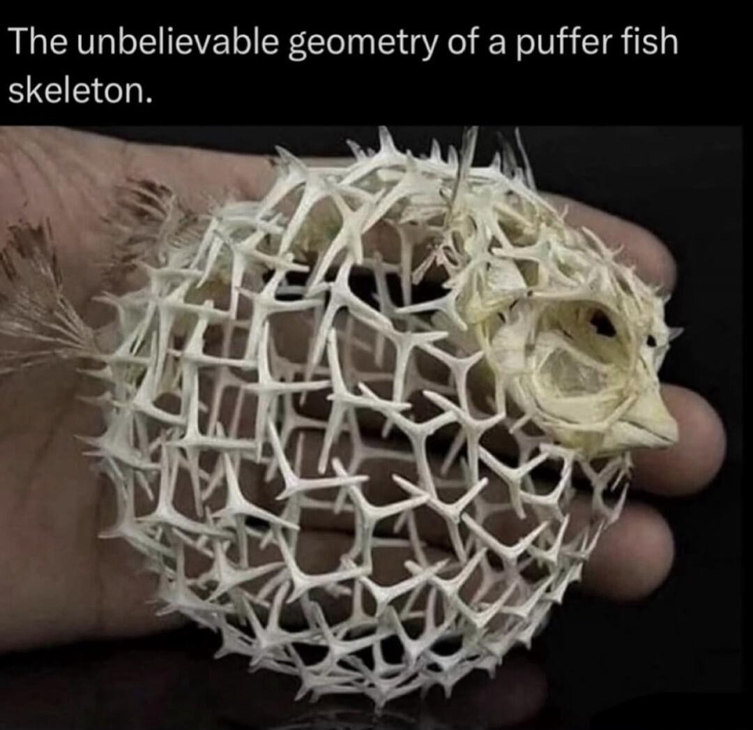 The unbelievable geometry of a puffer fish skeleton.