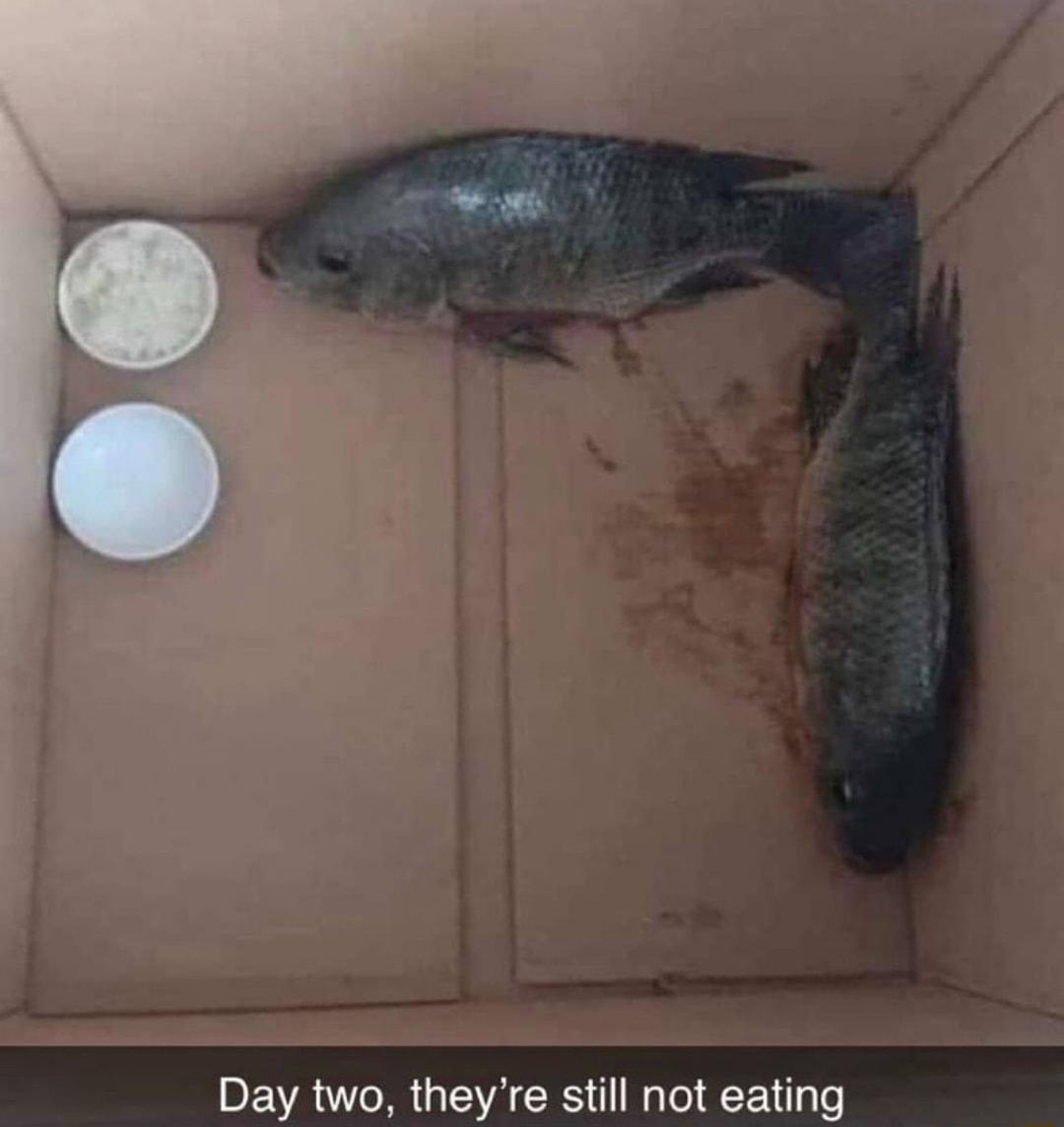 Day two theyre still not eating