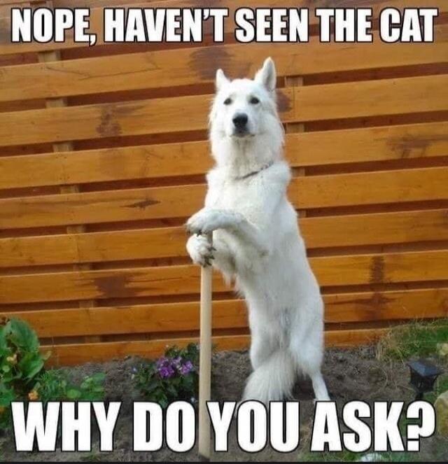 NOPE, HAVEN'T SEEN THE CAT WHY DO YOU ASK?