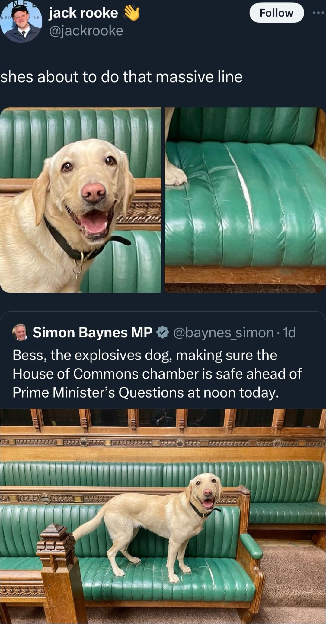 jack rooke jackrooke shes about to do that massive line 42 Simon Baynes MP baynes simon 1d Bess the explosives dog making sure the House of Commons chamber is safe ahead of Prime Ministers Questions at noon today