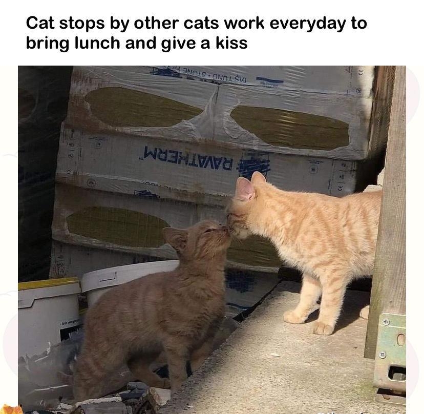 Cat stops by other cats work everyday to bring lunch and give a kiss