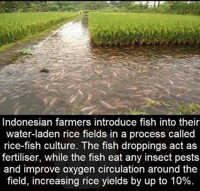Indonesian farmers introduce fish into tir water laden rice fields in a process called rice fish culture The fish droppings act as fertiliser while the fish eat any insect pests and improve oxygen circulation around the field increasing rice yields by up to 10